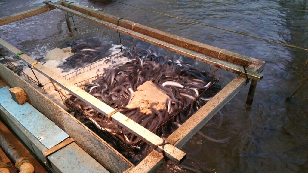 鰻の養殖